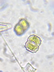 Cosmarium anisochondrum