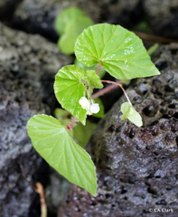 Begonia hirtella