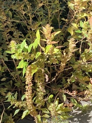 Acalypha rhomboidea