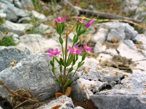 zemežlč spanilá (Centaurium pulchellum)