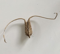 Proboscidea louisianica