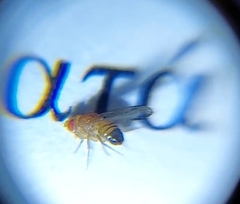 Drosophila melanogaster