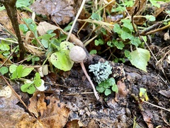 Candolleomyces candolleanus