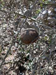 Andricus quercuscalifornicus