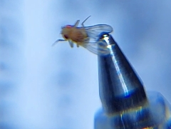 Drosophila melanogaster