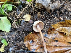Candolleomyces candolleanus