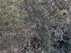 Andricus quercuscalifornicus