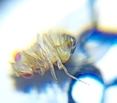 Drosophila melanogaster