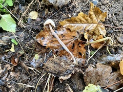 Candolleomyces candolleanus