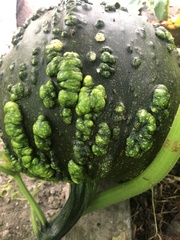 Cucurbitaceae