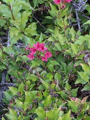 Weigela florida