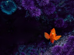 Hypsypops rubicundus