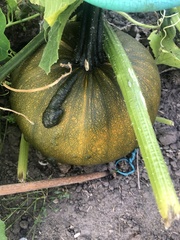 Cucurbitaceae