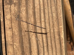 Emesaya brevipennis