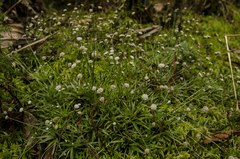 Paepalanthus