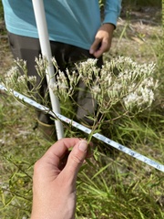 Eupatorium lancifolium