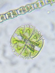 Micrasterias truncata