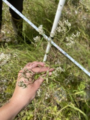 Eupatorium lancifolium