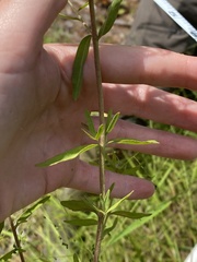 Eupatorium lancifolium
