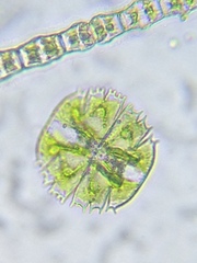 Micrasterias truncata