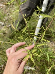 Eupatorium lancifolium