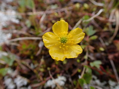 Ranunculus eschscholtzii