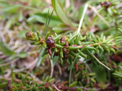 Empetrum nigrum