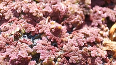 Azolla rubra