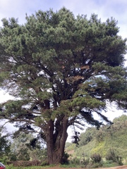 Pinus radiata