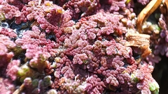 Azolla rubra