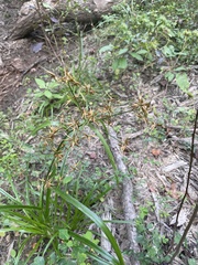 Rhynchospora corniculata