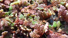 Azolla rubra