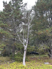 Pinaceae