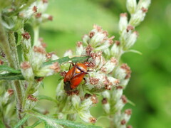 Deraeocoris ruber