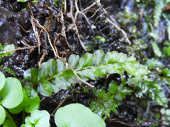 Plagiomnium ciliare