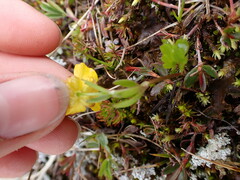 Ranunculus eschscholtzii
