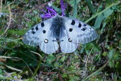Parnassius apollo