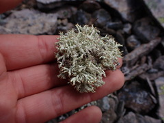 Cladonia uncialis
