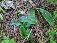 Maianthemum trifolium