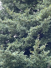 Mimus polyglottos
