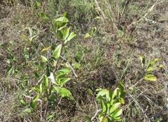 Sideroxylon lanuginosum