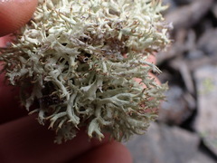 Cladonia uncialis