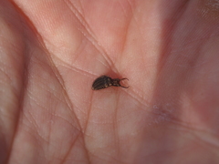 Myrmeleon formicarius