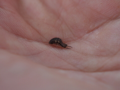 Myrmeleon formicarius