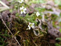 Cherleria biflora