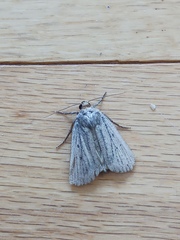 Amphipyra tragopoginis