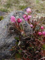 Kalmia microphylla