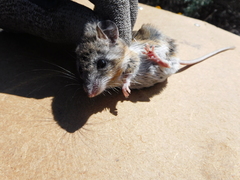 Peromyscus eremicus