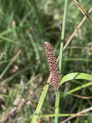Carex spissa