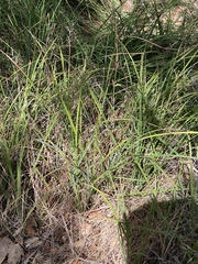 Carex spissa